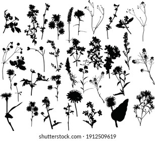 illustration with wild flowers silhouettes isolated on white