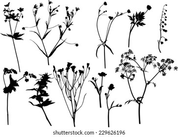 illustration with wild flowers silhouettes isolated on white