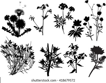 illustration with wild flowers silhouettes isolated on white background