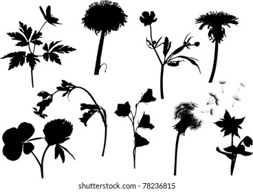 illustration with wild flowers silhouettes isolated on white