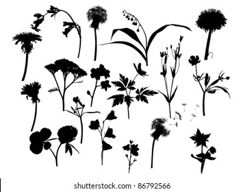 illustration with wild flowers silhouettes isolated on white
