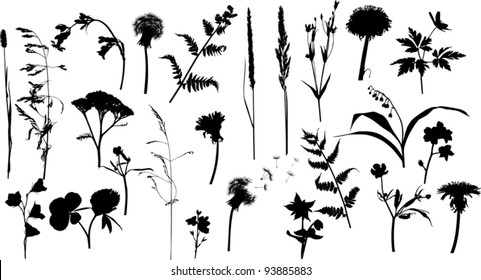 illustration with wild flowers silhouettes isolated on white