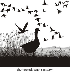 Illustration of wild geese, which are about to migrate