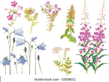 illustration with wild herbs isolated on white background