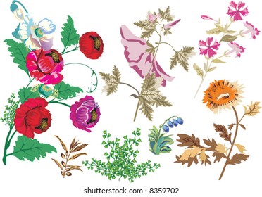 illustration with wild herbs isolated on white background