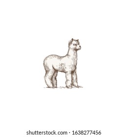 illustration of wild llama, hand drawing