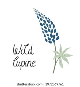 Illustration of a wild lupine with hand-written inscription. Isolated on white background.