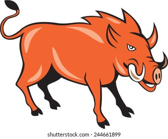 Illustration of a wild pig boar razorback head ready to charge set on isolated white background done in cartoon style. 