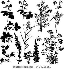 illustration with wild plants and flowers silhouettes isolated on white background