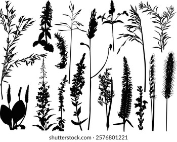 illustration with wild plants and flowers silhouettes isolated on white background