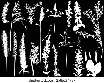 illustration with wild plants and flowers silhouettes isolated on black background