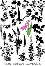 illustration with wild plants and flowers silhouettes isolated on white background