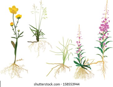 illustration with wild plants isolated on white background