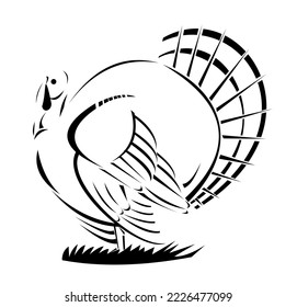 Illustration of a wild turkey viewed from the side on isolated background done in retro black and white style.