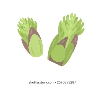 An illustration of wild vegetables, cod buds.