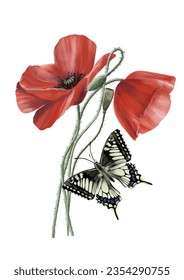  Illustration with the wildflowers poppies and butterfly on the transparent background.