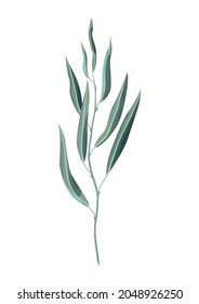 Illustration of willow branch and green leaves. Spring or summer stylized foliage.