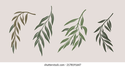 Illustration of willow branch. Set of branches with leaves. Contour vector illustration.