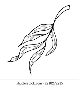 Illustration of a willow branch. Set of branches with leaves. Contour vector illustration.