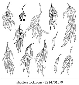 Illustration of willow twigs. Set of branches with leaves. Contour vector illustration.