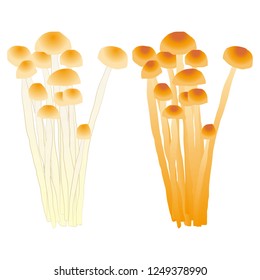 Illustration of the winter mushroom