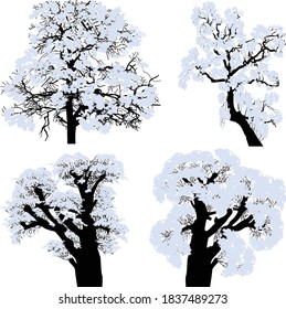 illustration with winter trees in snow isolated on white background