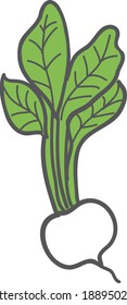 Illustration of winter vegetable white turnip