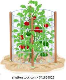 Illustration of a Wire Cage with Tomato Plants Inside