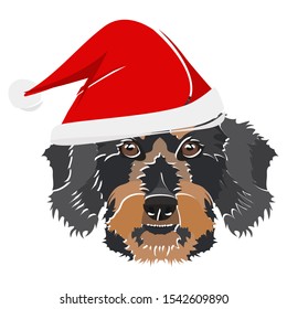 Illustration wire-haired dachshund with red Christmas hat 
