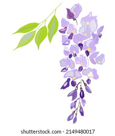 Illustration of wisteria blooms in spring.Chinese wisteria. Hand drawn botanical vector illustration svg