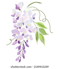 Illustration of wisteria flowers. Spring and summer. illustration design elements plant wisteria svg