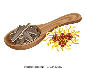Ilustração de casca de avelã-bruxa em uma colher de madeira, com flores de avelã-bruxa, isoladas em um fundo branco.