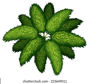 Illustration of a Wodyetia Bifurcata on a white background 
