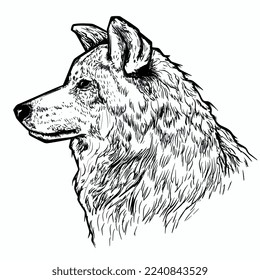 Illustration of wolf in pen style
