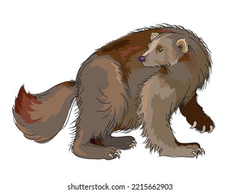 Illustration of wolverine. Mammal of the weasel family. Wildlife animals. Isolated drawing on white background. Print for fabric, fashion, decoration, embroidery, wallpaper. Flat cartoon vector.