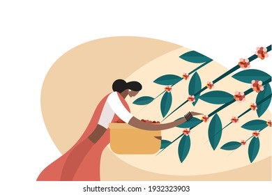 Illustration of a woman harvesting coffee beans from the plant