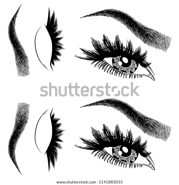 Illustration Womans Eyes Eyelashes Eyebrows Makeup Stock Vector Royalty Free 1141883033 2856