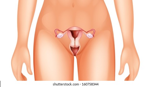 Illustration of the woman's reproductive organ on a white background