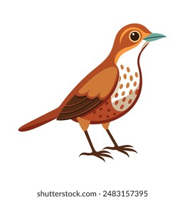 Illustration of a Wood Thrush animal