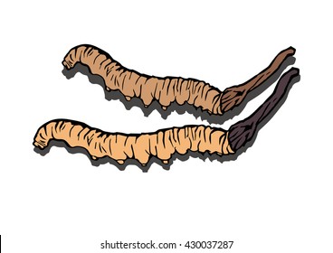 illustration. woodcut style. Cordyceps Sinensis on White background 