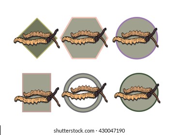 illustration. woodcut style. Cordyceps Sinensis icons set.