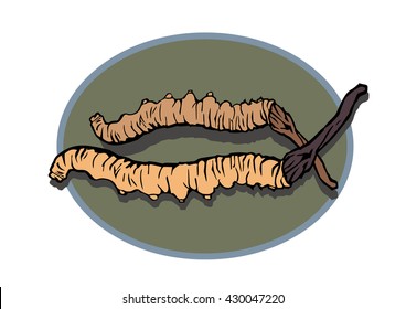 illustration. woodcut style. Cordyceps Sinensis icons.