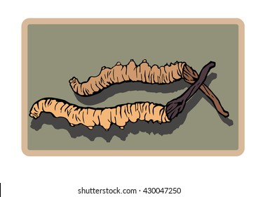 illustration. woodcut style. Cordyceps Sinensis icons.