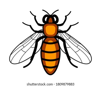 Illustration of the worker bee insect