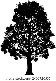 ilustración con árbol de abedul aislado en fondo blanco