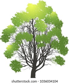 ilustración con árbol verde aislado en fondo blanco