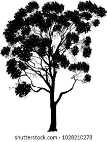 illustration wth large eucalyptus isolated on white background