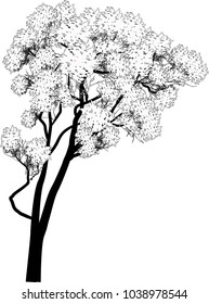 illustration wth large eucalyptus isolated on white background