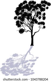 illustration wth large eucalyptus isolated on white background