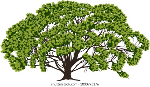 illustration wth large green tree isolated on white background
